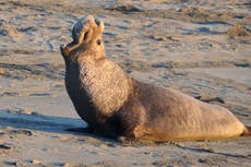 Hombre enfrenta prisión por matar a una foca elefante en California