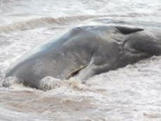 Mueren seis ballenas tras quedar varadas en una playa de Yorkshire
