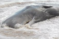 Mueren seis ballenas después de quedar varadas en una playa de Yorkshire
