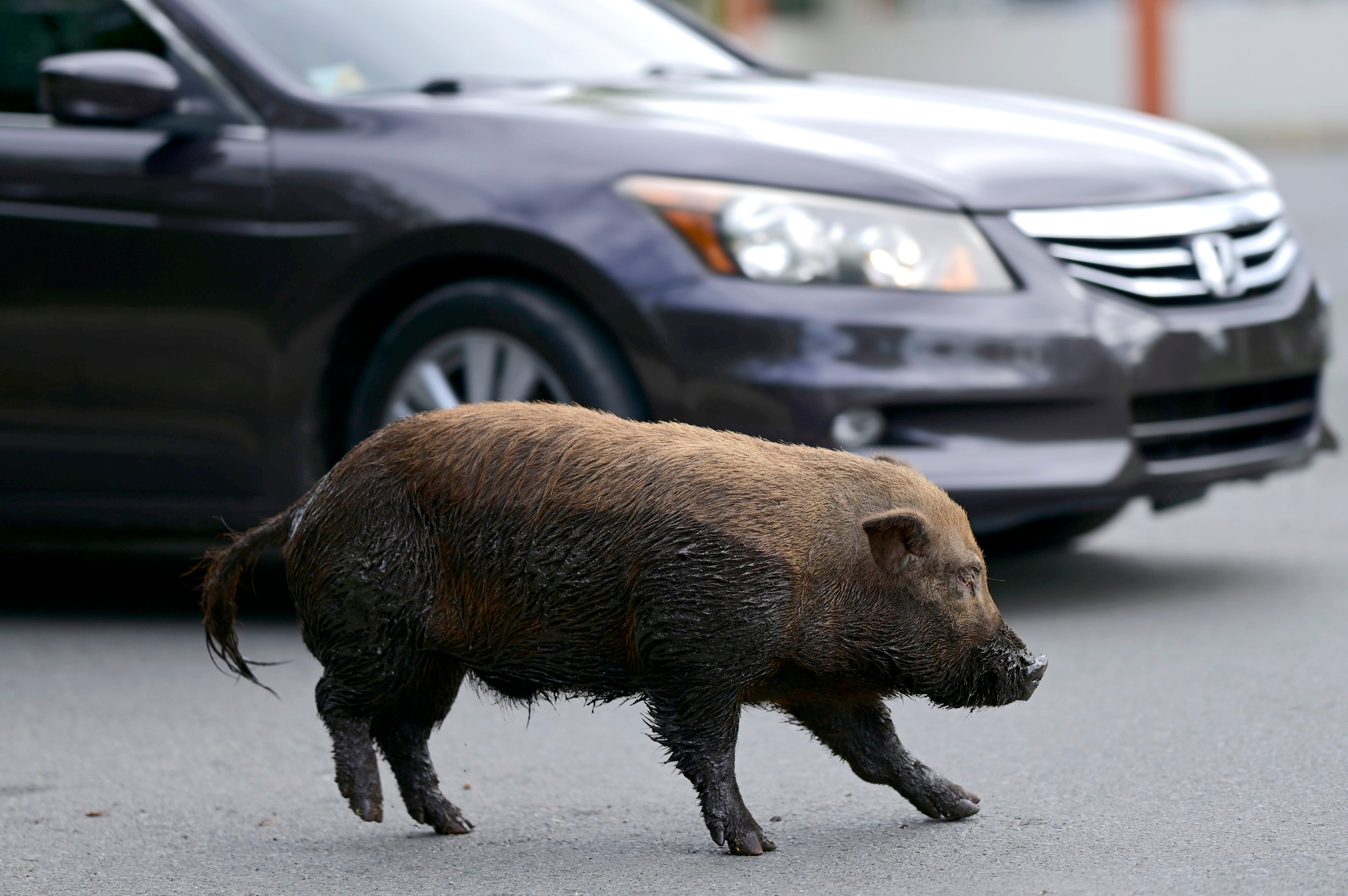 Un cerdo vietnamita cruza una calle en la comunidad de Cantera, en Puerto Rico, el 11 de diciembre del 2020. Los animales se han reproducido a una tasa tal que la isla declaró una emergencia el año pasado para que las autoridades puedan iniciar su erradicación.&nbsp;