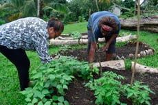 Islas del Pacífico tratan de evitar escasez de alimentos