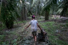 Niños trabajan en campos de árboles de aceite de palma en Asia