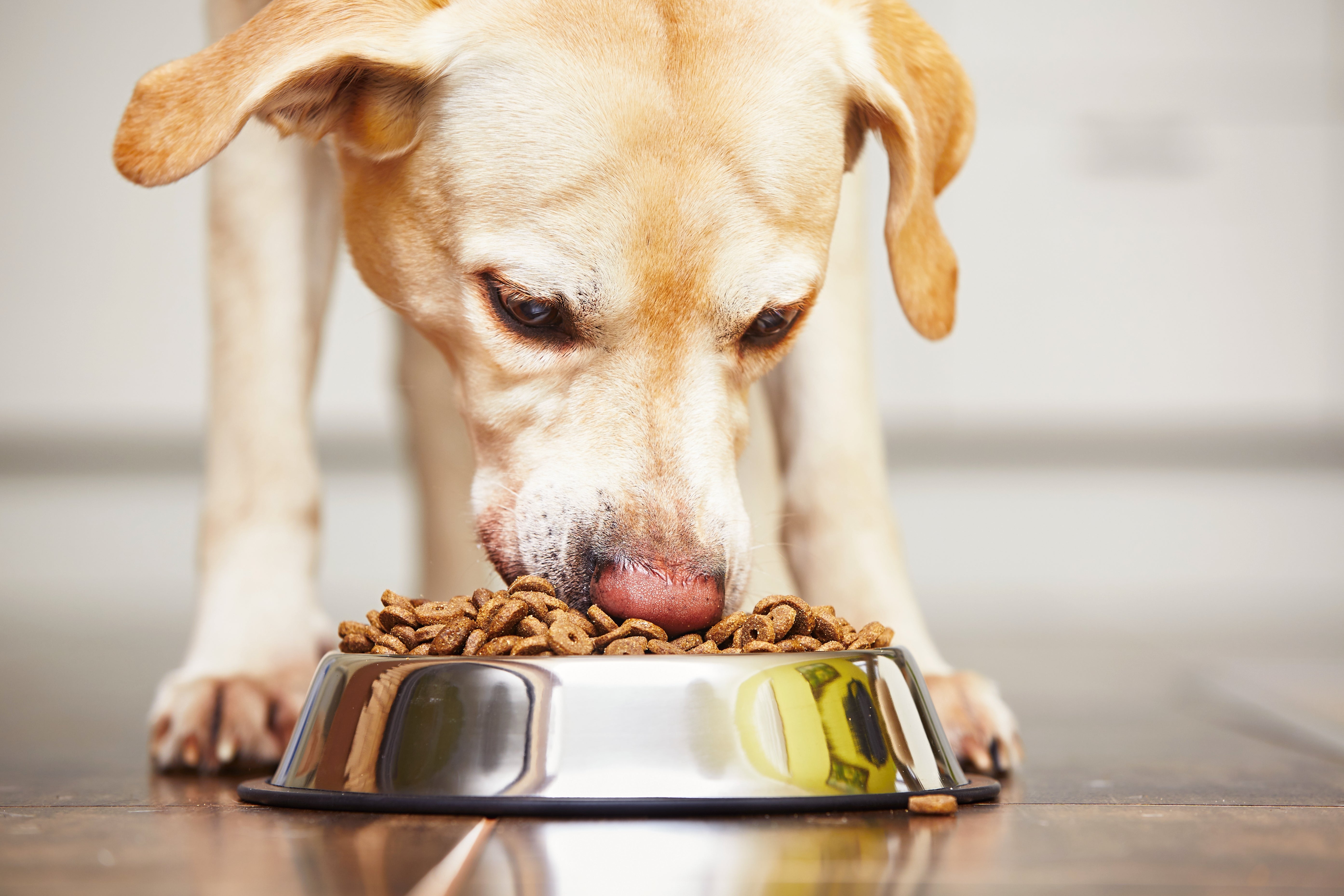 <p>Labrador retriever hambriento se alimenta en casa.</p>