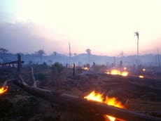 Cambio climático: Científicos advierten que la Amazonia podría colapsar en el 2064