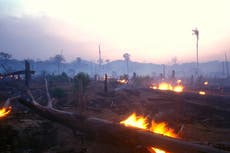 Cambio climático: Científicos advierten que la Amazonia podría colapsar en el 2064