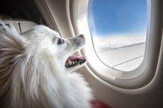 American Airlines ya no permitirá animales de apoyo emocional en vuelos