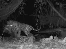 Lucha por el agua: Jaguar mata a otro felino depredador, científicos culpan al cambio climático