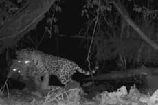 Lucha por el agua: Jaguar mata a otro felino depredador, científicos culpan al cambio climático