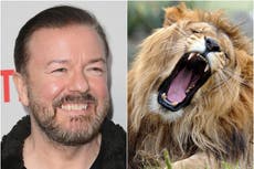 Zoológico de Londres responde a la oferta de Ricky Gervais de ser comido por leones
