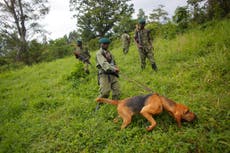 Seis guardabosques asesinados en el Congo