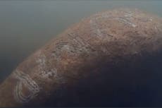 Encuentran a un manatí con ‘Trump’ raspado en la espalda en Florida