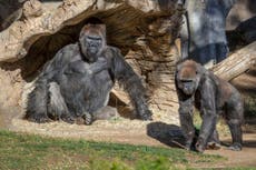 Gorilas en peligro de extinción dan positivo por coronavirus en el Zoológico de San Diego