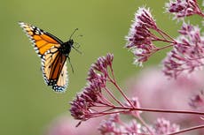 Científicos deploran disminución en población de insectos