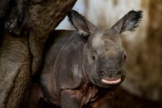 Bebé de rinoceronte indio en peligro de extinción nace en un zoológico de Polonia