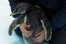 Información amable: Álex, el pequeño pingüino que conmueve con su aleteo a todo un acuario mexicano