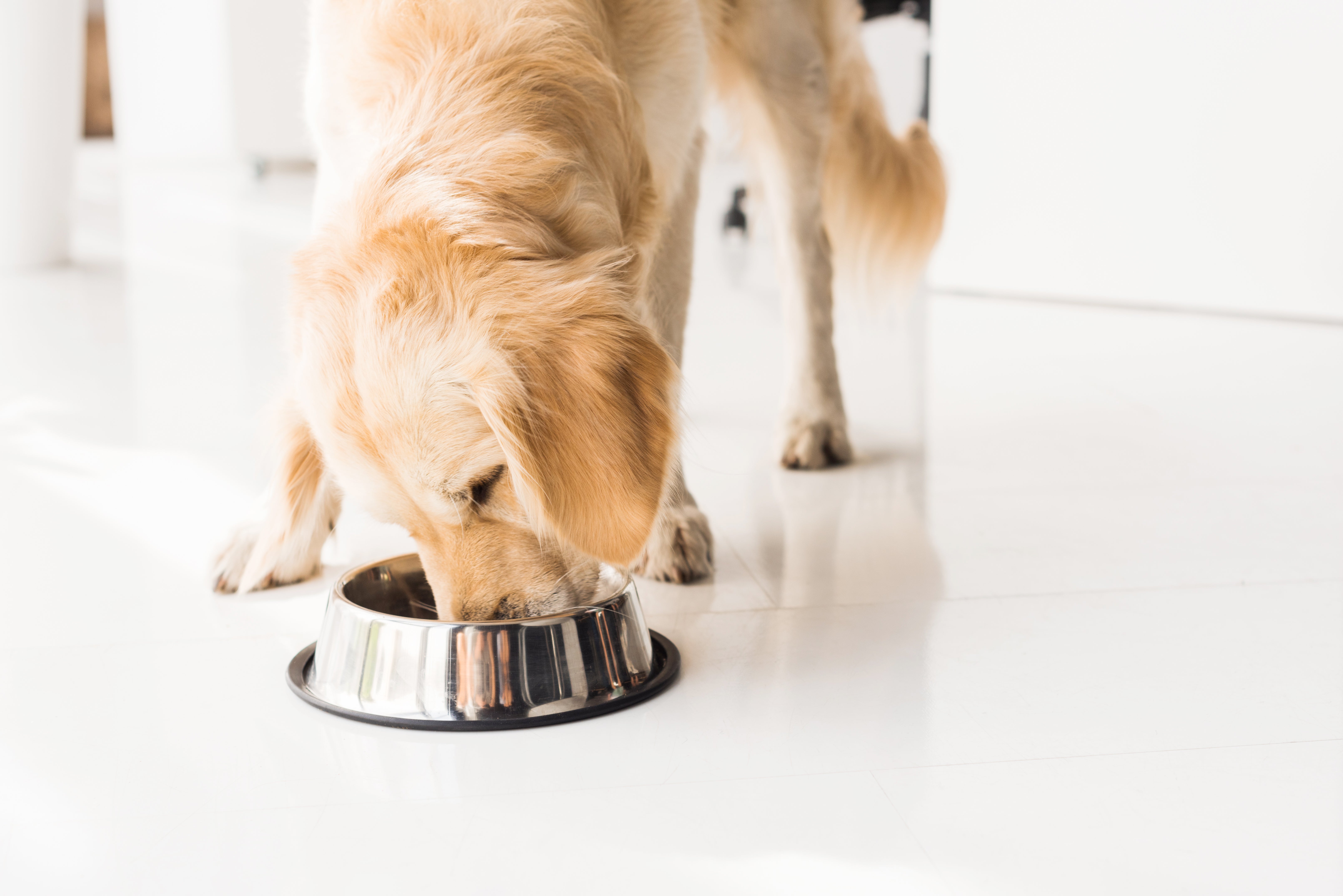 Los estadounidenses revelan las cosas más extrañas que han comido sus perros