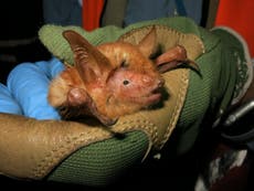 Científicos descubren nueva especie de murciélago; es color naranja