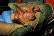 Científicos descubren especie “espectacular” de murciélago naranja en África Occidental