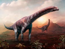 Argentina: Encuentran fósiles de dinosaurios gigantes en la Patagonia