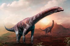 Argentina: Encuentran fósiles de dinosaurios gigantes en la Patagonia
