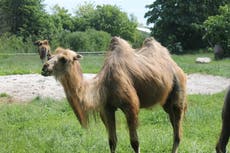 Cuidador de zoológico alemán resultó gravemente herido por mordedura de camello
