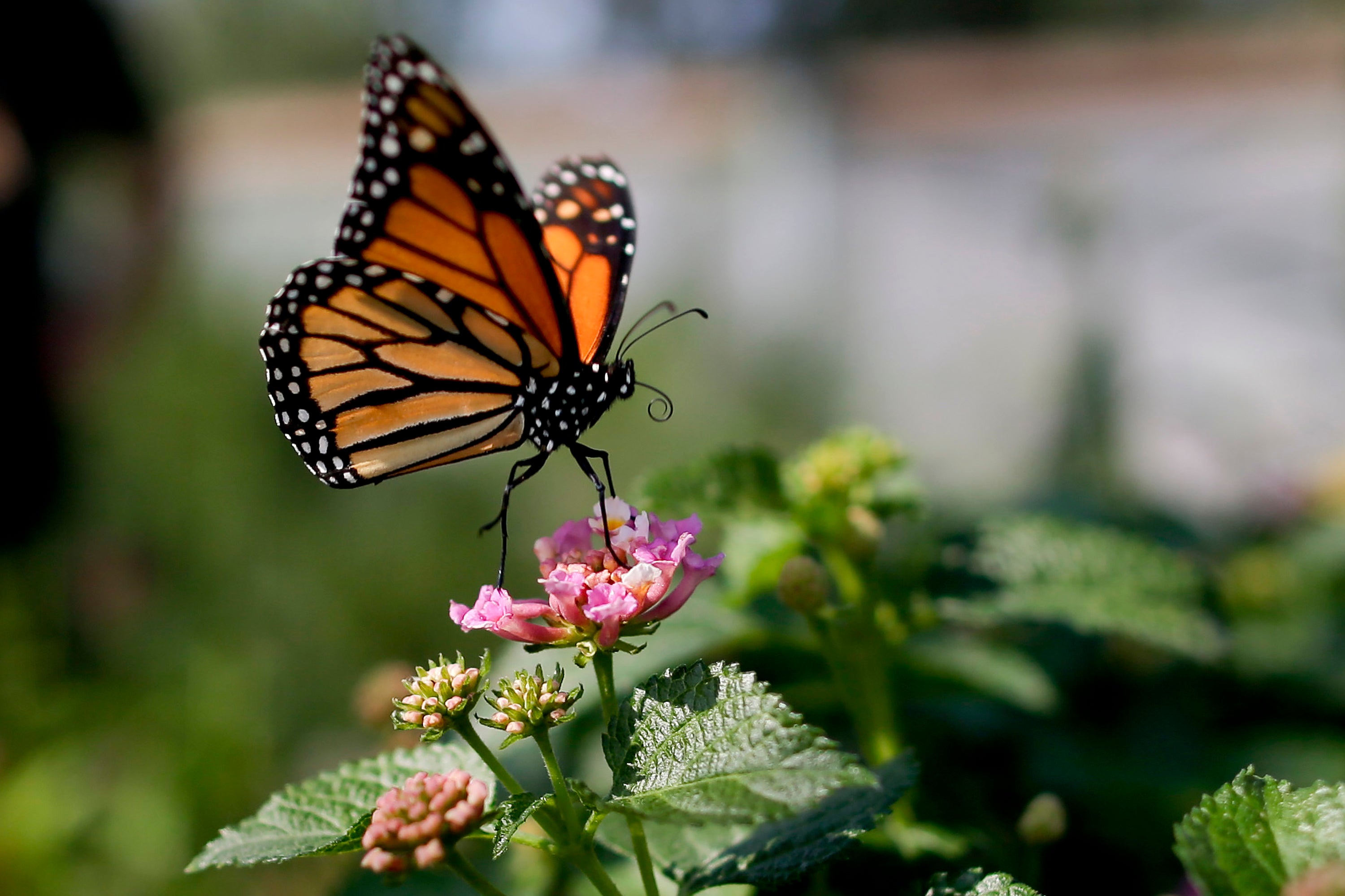 MARIPOSAS MONARCAS