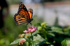 Monarcas cada vez más cerca de la extinción en California