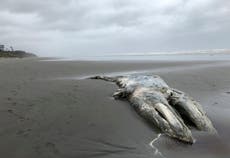 Disminuye población de ballena gris en costa oeste de EEUU
