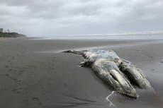 Disminuye población de ballena gris en costa oeste de EEUU