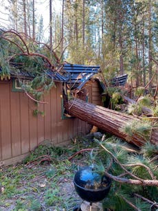Fuertes vientos derriban pinos gigantescos en California