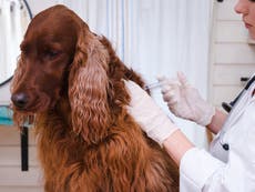 Científicos: Gatos y perros pueden necesitar vacuna para frenar covid