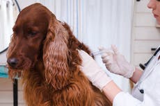 Científicos: Gatos y perros pueden necesitar vacuna para frenar covid