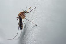Nuevo mosquito de la malaria emerge en ciudades africanas