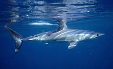Estudio: La población de tiburones cayó 70% en medio siglo