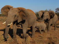“Un crimen contra la naturaleza”; venta de elefantes africanos podría estar vinculada a la corrupción