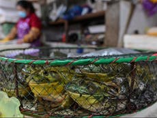 Comercio ilegal de vida silvestre: cómo las lagunas en la ley de protección animal de China corren el riesgo de nuevos brotes de virus