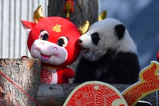 Reserva china muestra 10 cachorros de panda por el Año Nuevo