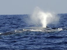 Video muestra la vida de la ballena azul mientras intenta sobrevivir al tráfico marítimo en la Patagonia chilena