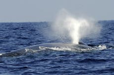 Video muestra la vida de la ballena azul mientras intenta sobrevivir al tráfico marítimo en la Patagonia chilena