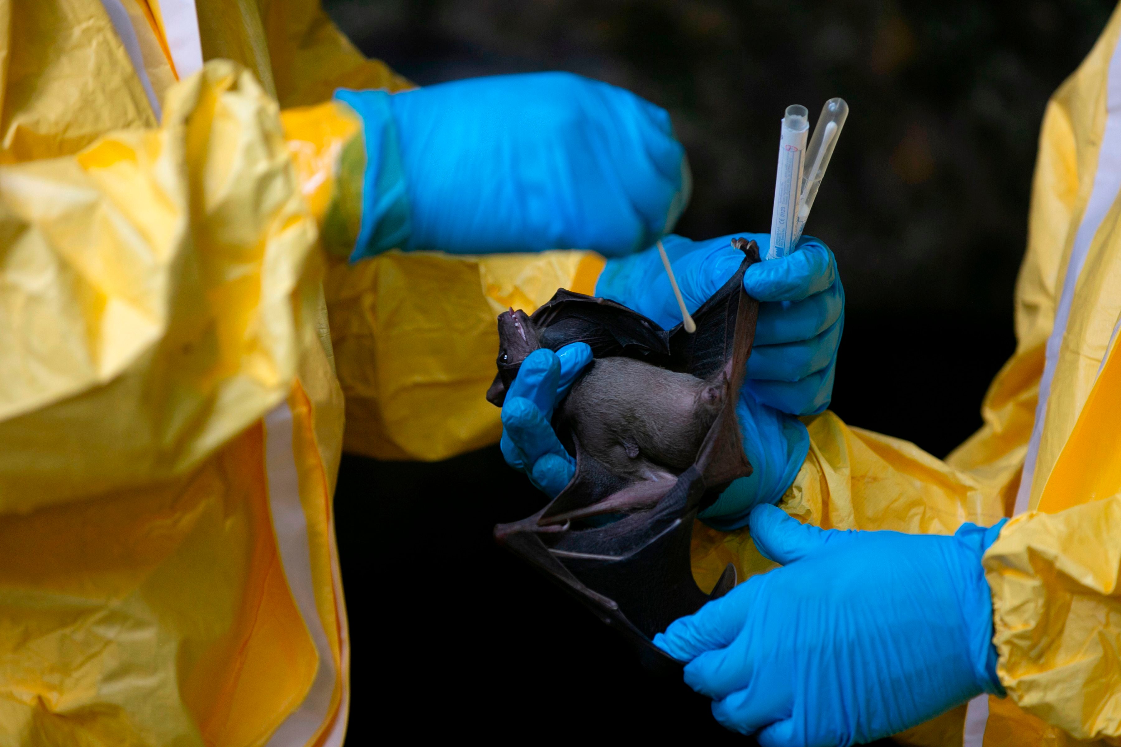 Equipo de la OMS creen que deberían inspeccionarse las cuevas de murciélagos de Wuhan para tratar de encontrar los orígenes del COVID-19