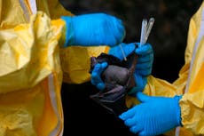 Equipo de la OMS busca inspeccionar las cuevas de murciélagos de Wuhan para tratar de encontrar los orígenes del COVID-19