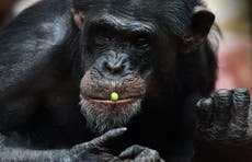 Bacteria recién descubierta, relacionada con muerte de chimpancés, podría afectar a humanos