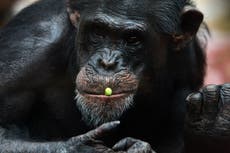 Bacteria recién descubierta, relacionada con muerte de chimpancés, podría afectar a humanos