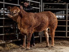 La vaca Poshspice se convierte en la novilla más cara de la historia del mundo