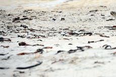 Cáncer en leones marinos de California está relacionado con productos químicos de la Segunda Guerra Mundial