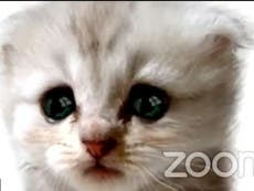 Filtro de gato de Zoom: cómo usar la función que llevó a un abogado a declarar “no soy un gato” en un video hilarante, y cómo apagarlo