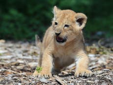 Muere cachorro de león durante una noche helada en la reserva de animales de Kent en Inglaterra