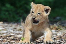 Muere cachorro de león durante una noche helada en la reserva de animales de Kent en Inglaterra