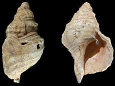Descubren que una concha recolectada en una cueva francesa es un instrumento de viento de 18.000 años
