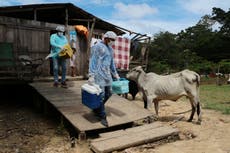 COVID: Gobernadores en Brasil buscan adquirir sus propias vacunas ante la escasez 